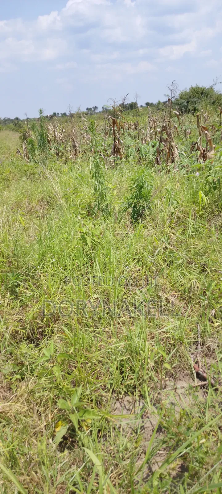 900 Acres of Farmland in Nakasongola at 7m Each