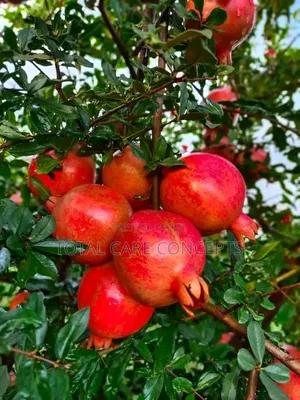 Garden Fresh Sweet Fruits for Your Modern Compound