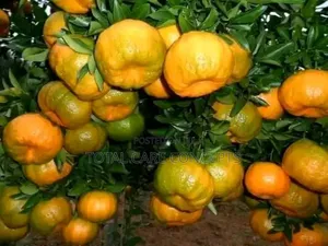 Garden Fresh Sweet Fruits for Your Modern Compound