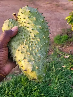 Garden Fresh Sweet Fruits for Your Modern Compound