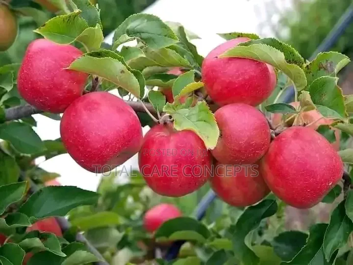 Garden Fresh Sweet Fruits for Your Modern Compound