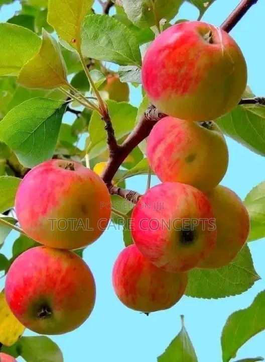 Garden Fresh Sweet Fruits for Your Modern Compound