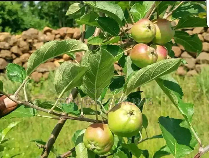 Garden Fresh Sweet Fruits for Your Modern Compound