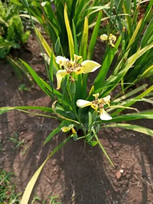 Best Gardeners and Flowerists for Modern Compound Designs