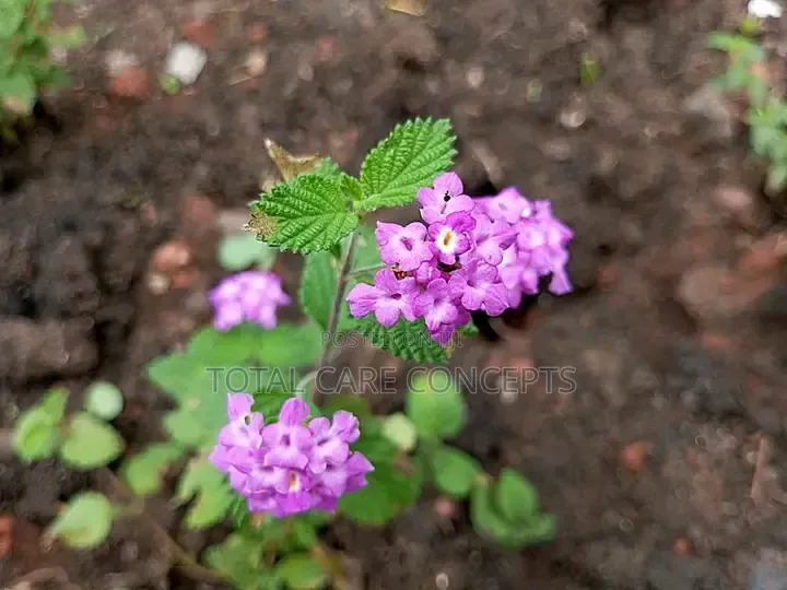 Best Gardeners and Flowerists for Modern Compound Designs