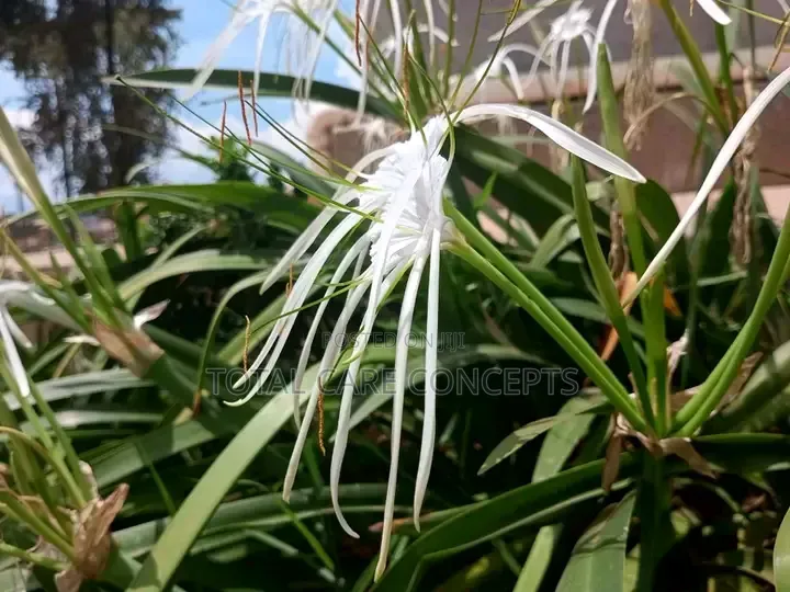 Best Gardeners and Flowerists for Modern Compound Designs