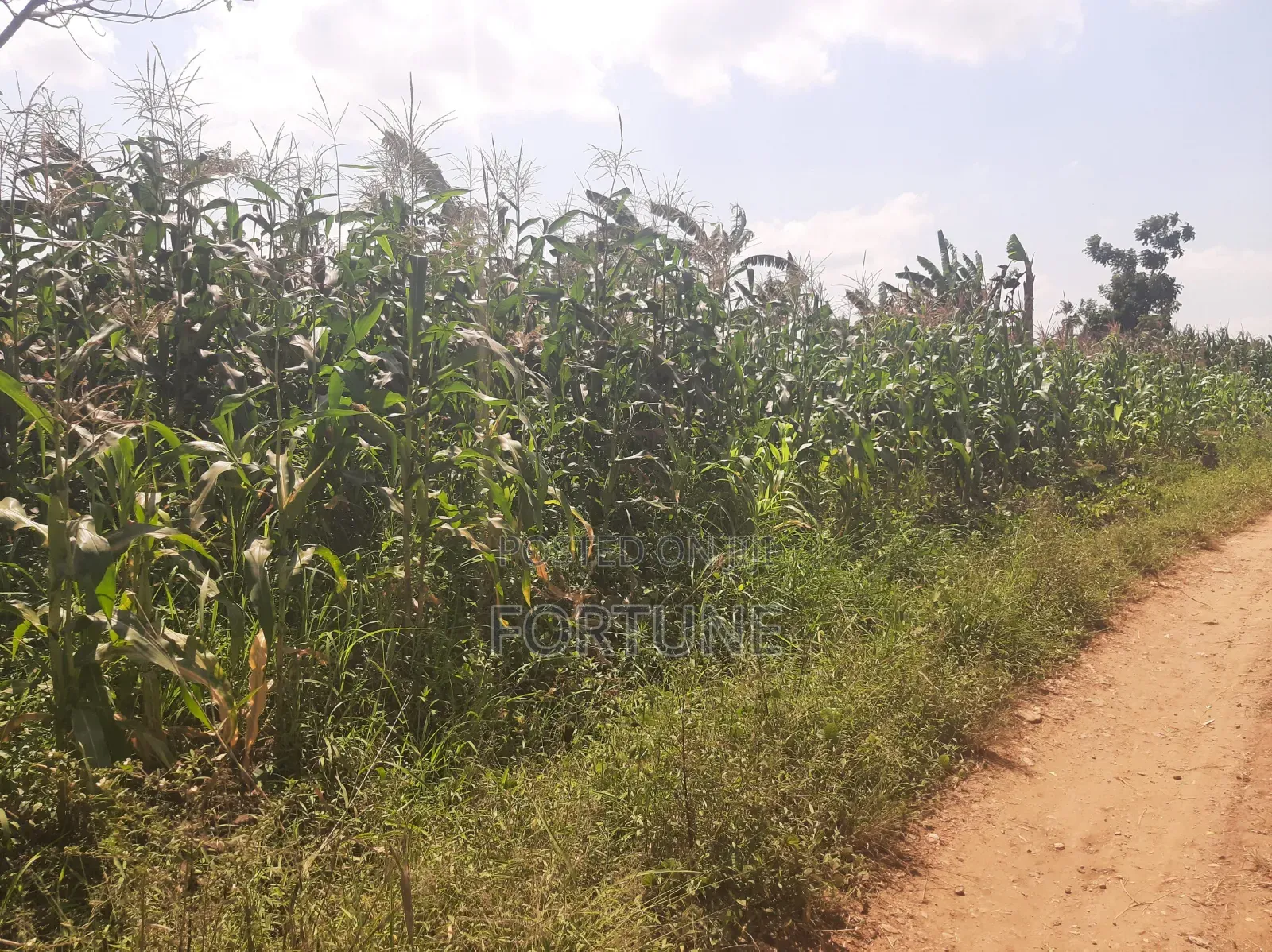 Agriculture Project