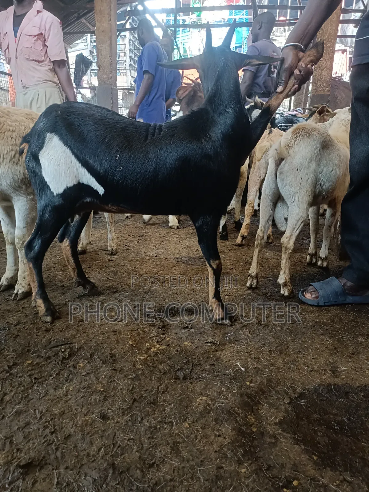 Celebrate With Goat