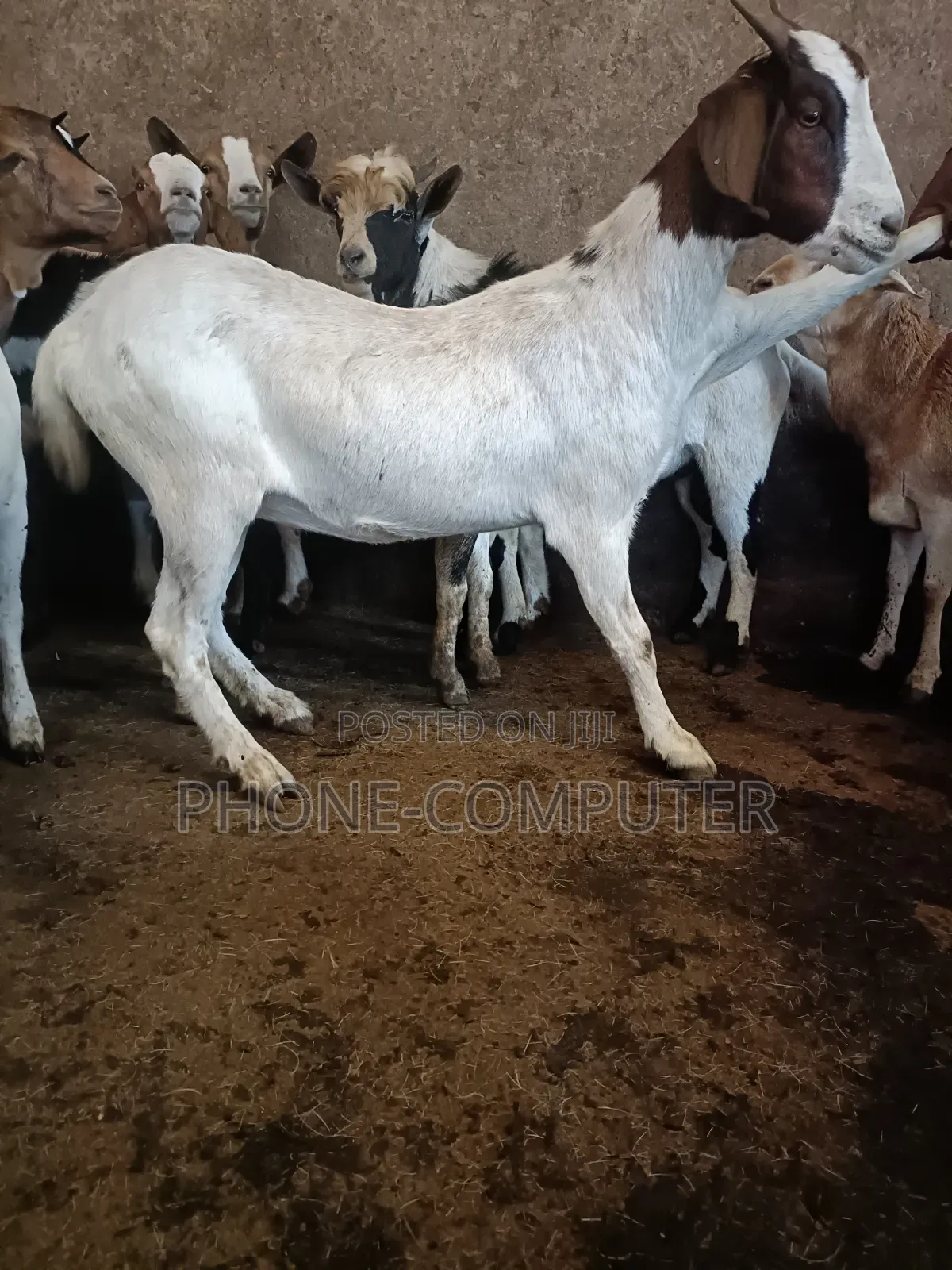 Celebrate With Goat