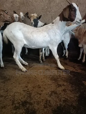 Celebrate With Goat