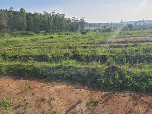 50x100 in Kalagala-Gayaza Road