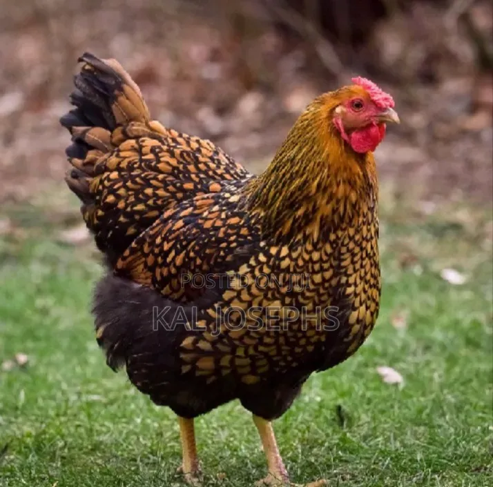 Ornamental Birds