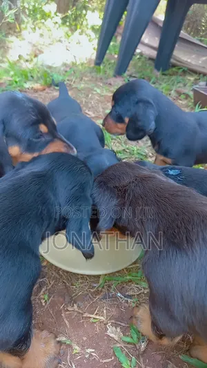 1-3 months Male Purebred Dachshund