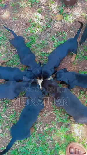 1-3 months Male Purebred Dachshund