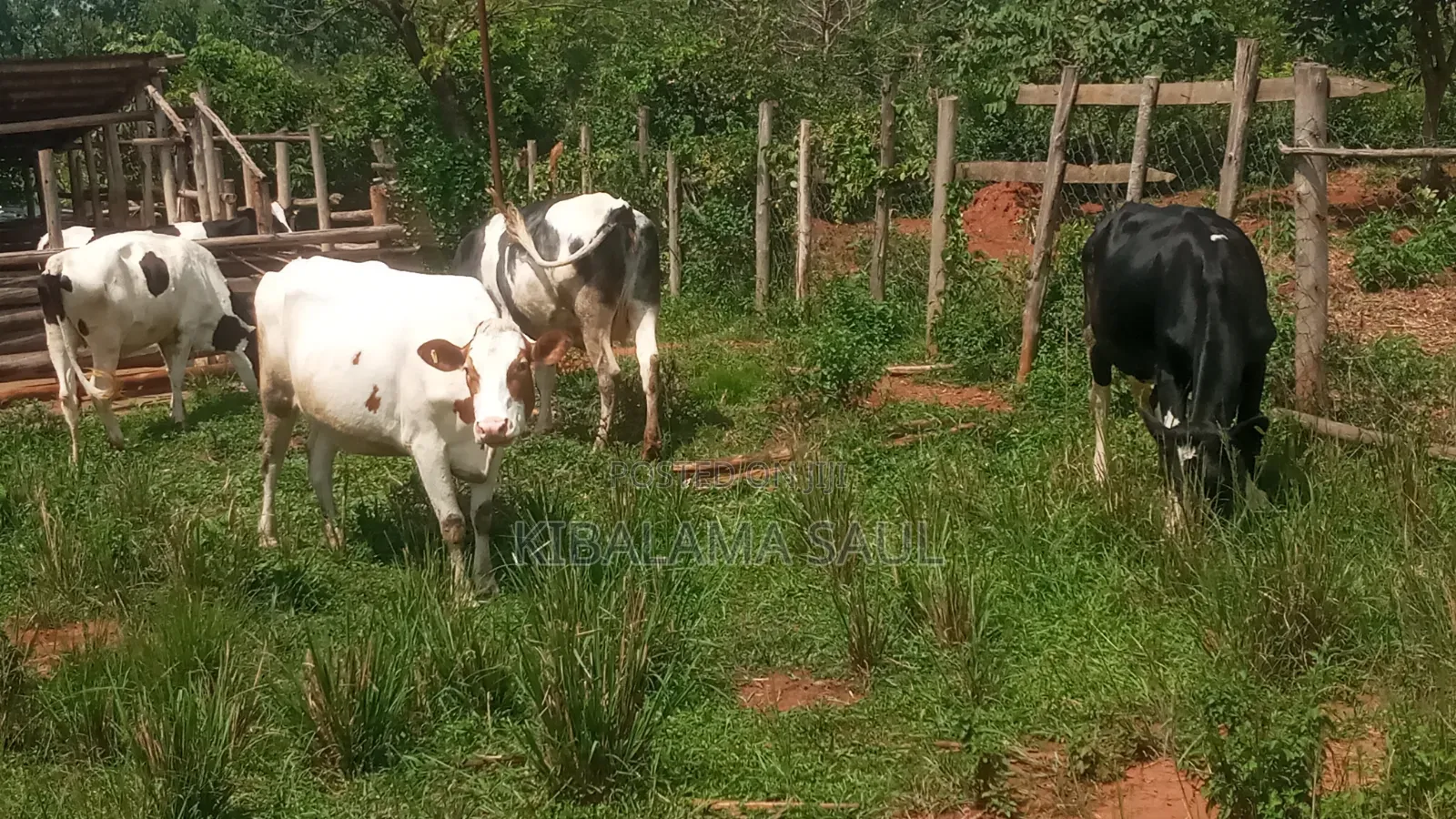 Dairy Products