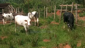 Dairy Products