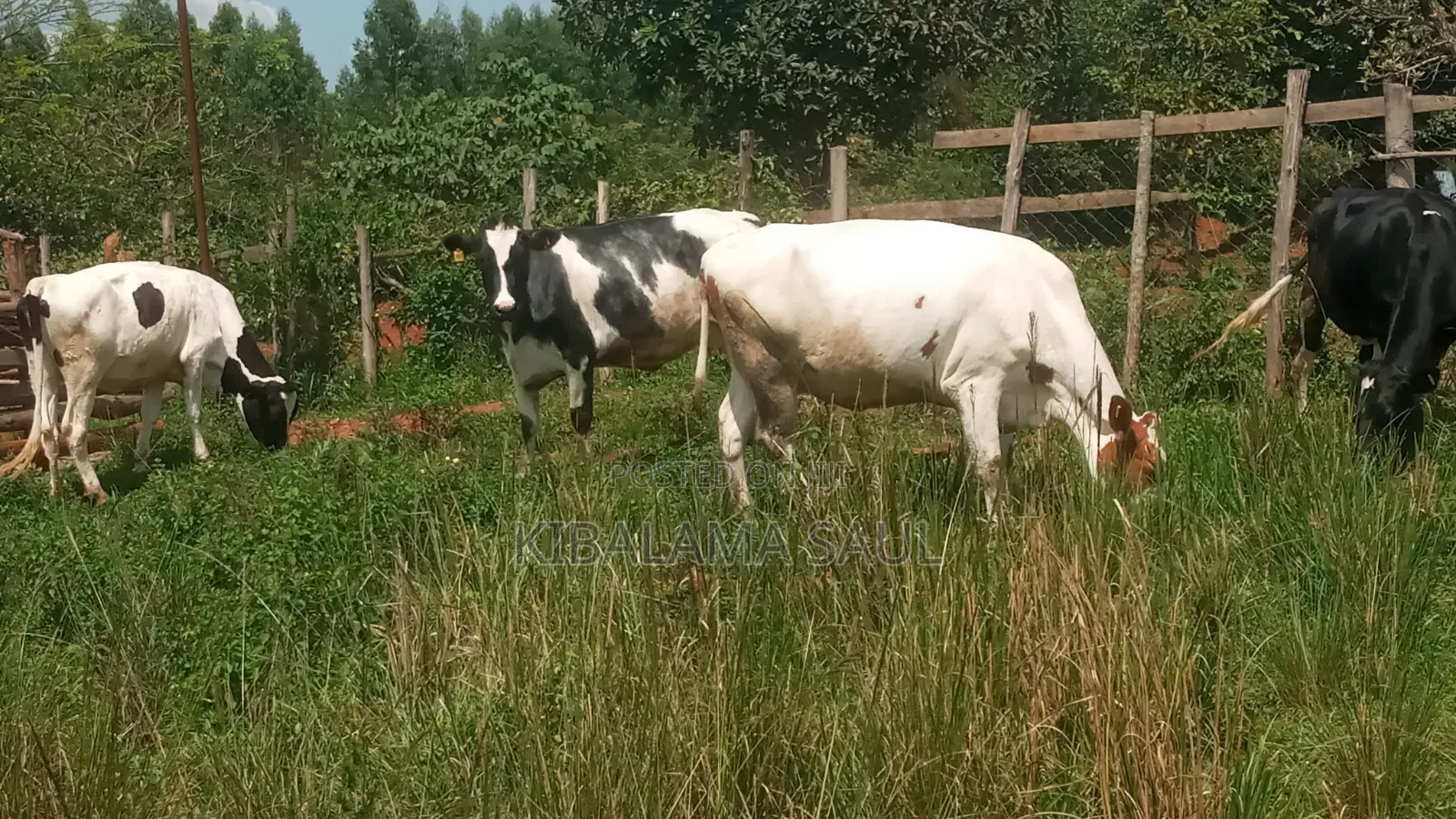 Dairy Products