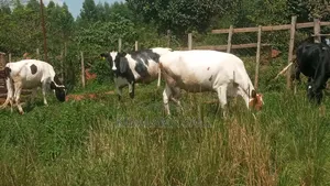 Dairy Products