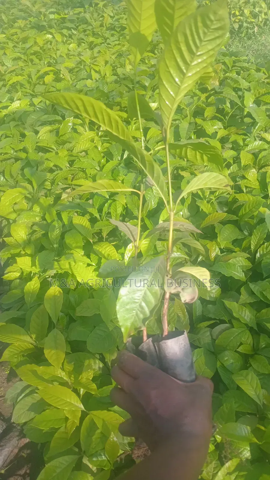 Elite Coffee Seedlings