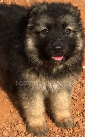 1-3 months Male Purebred German Shepherd
