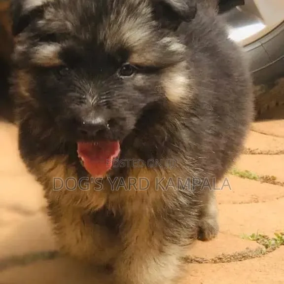 1-3 months Male Purebred German Shepherd