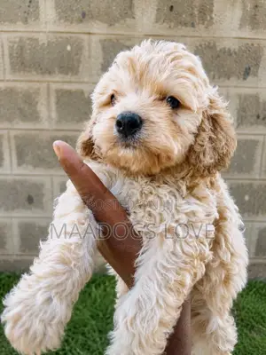 1-3 months Male Purebred Poodle