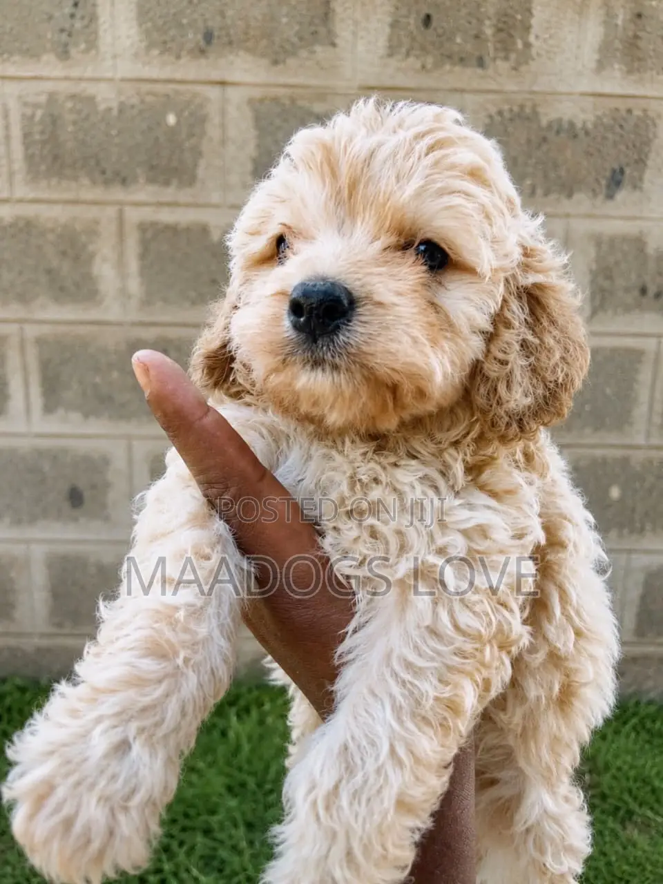 1-3 months Male Purebred Poodle