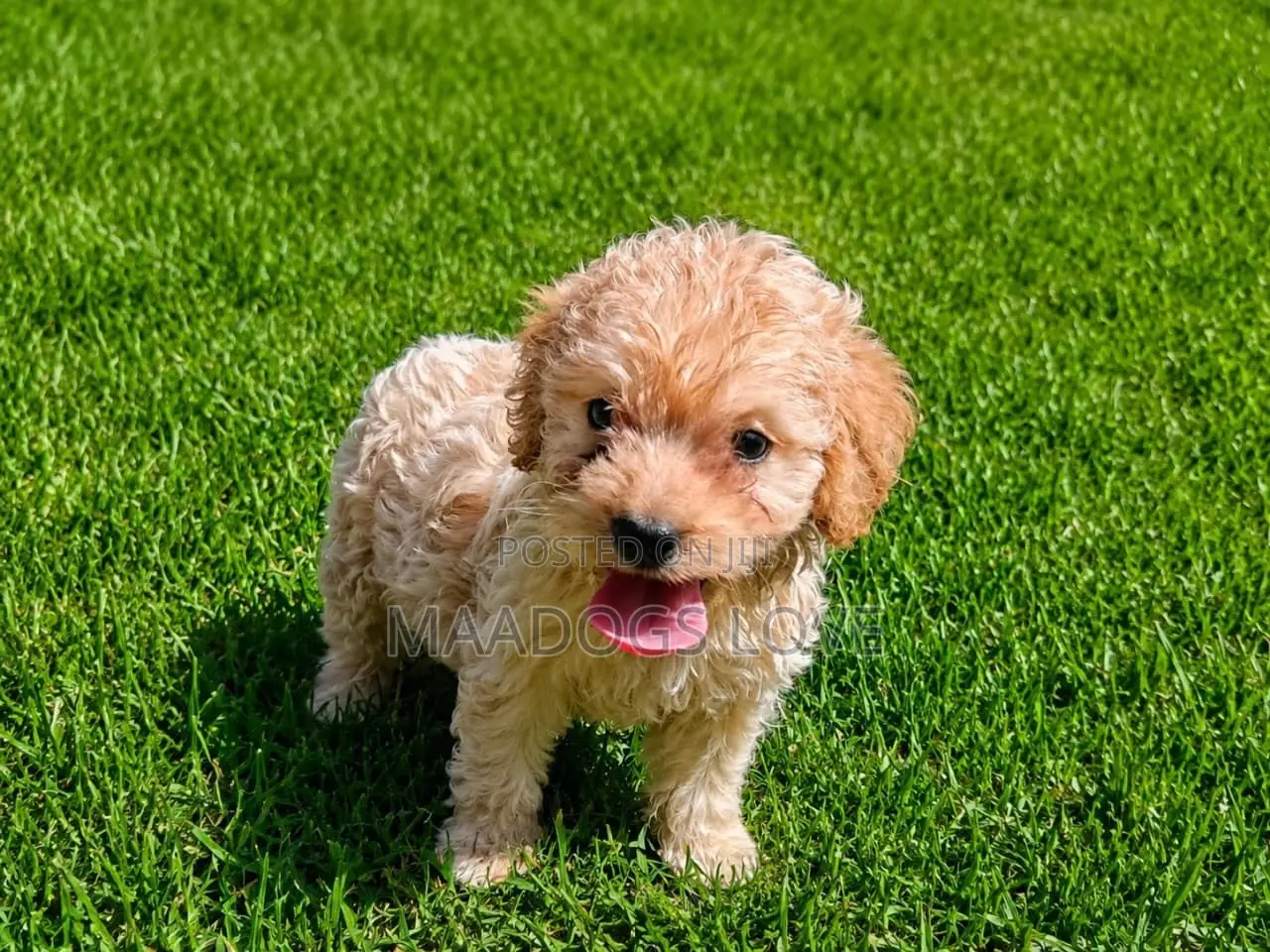 1-3 months Male Purebred Poodle