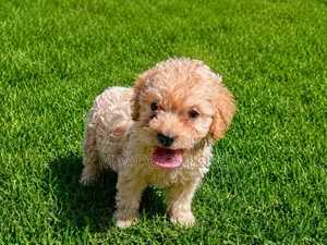 1-3 months Male Purebred Poodle