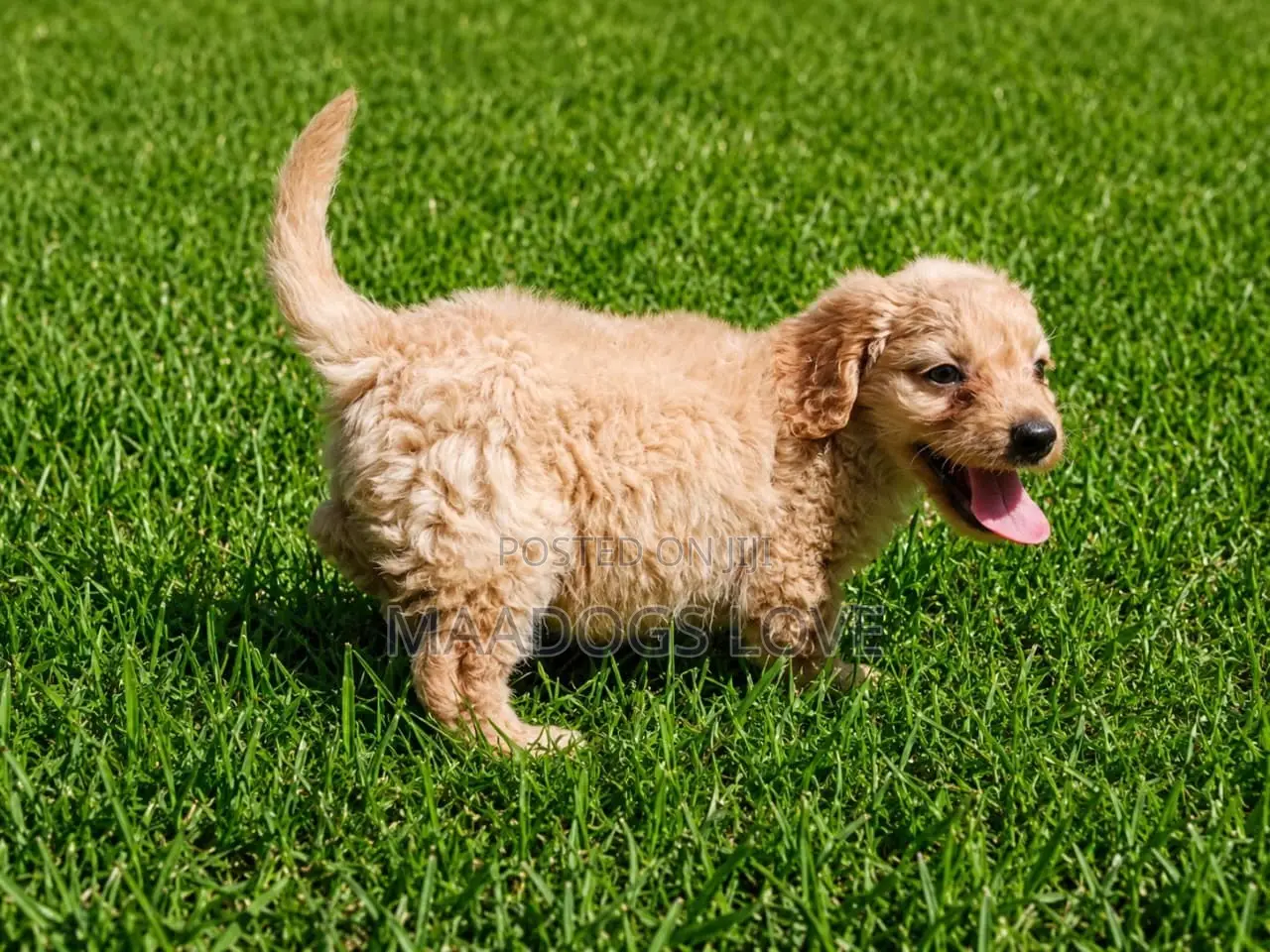 1-3 months Male Purebred Poodle