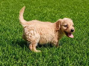 1-3 months Male Purebred Poodle