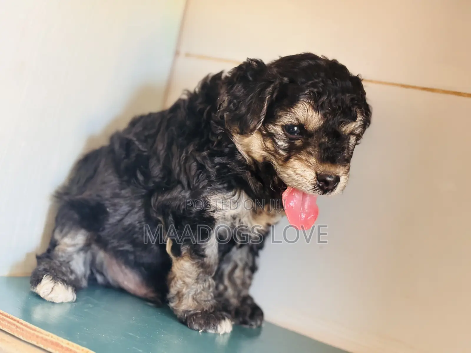1-3 months Male Purebred Poodle
