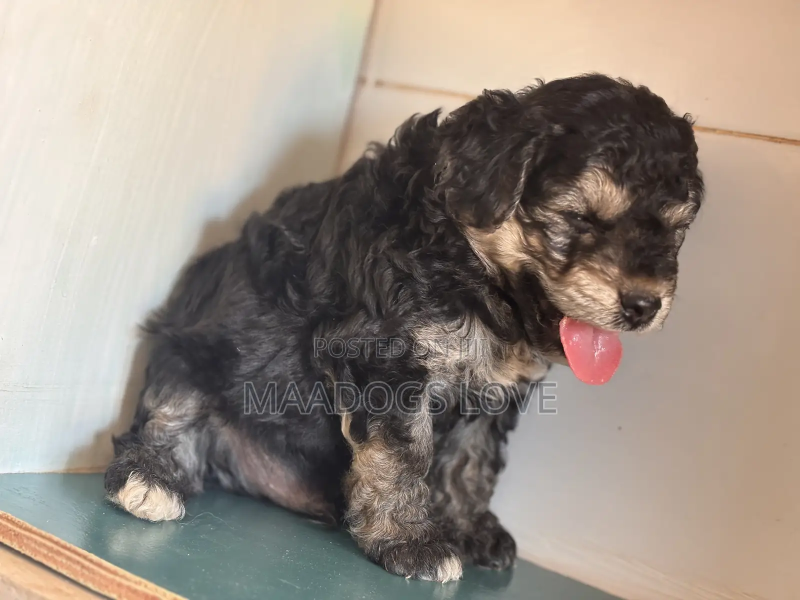 1-3 months Male Purebred Poodle