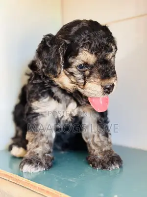 1-3 months Male Purebred Poodle