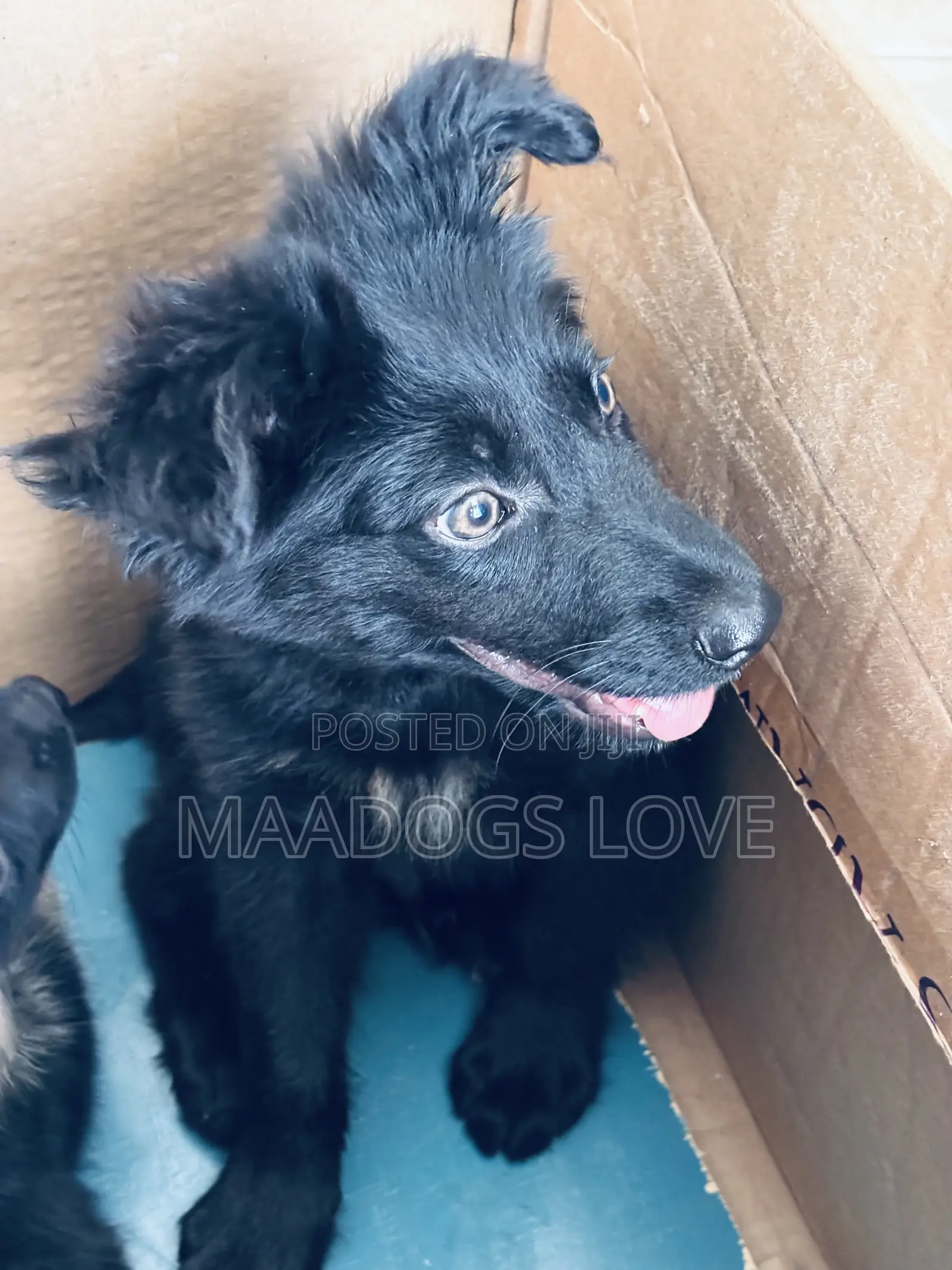 1-3 months Male Purebred German Shepherd