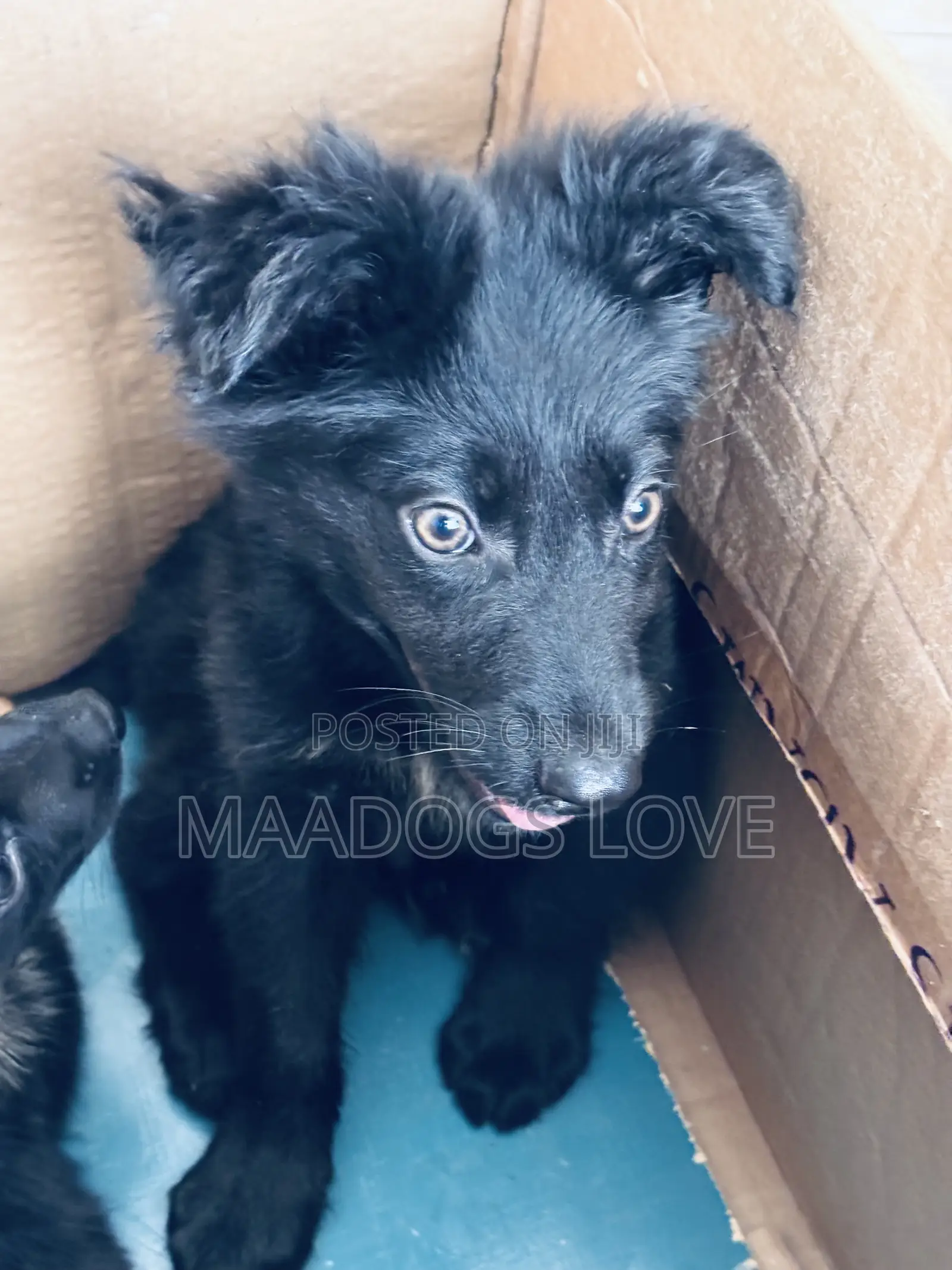 1-3 months Male Purebred German Shepherd