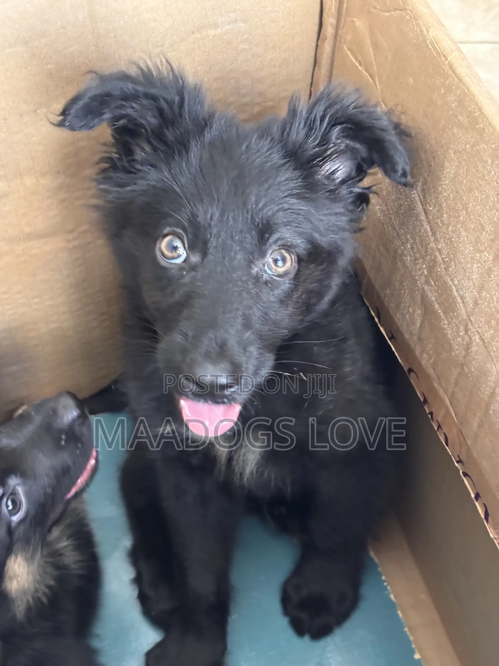 1-3 months Male Purebred German Shepherd