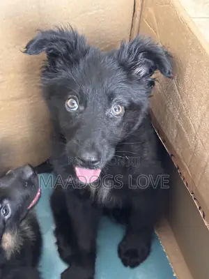 1-3 months Male Purebred German Shepherd