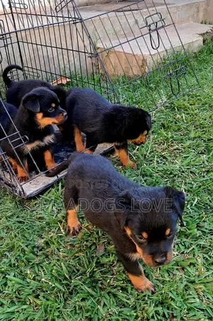 1-3 months Male Purebred Rottweiler