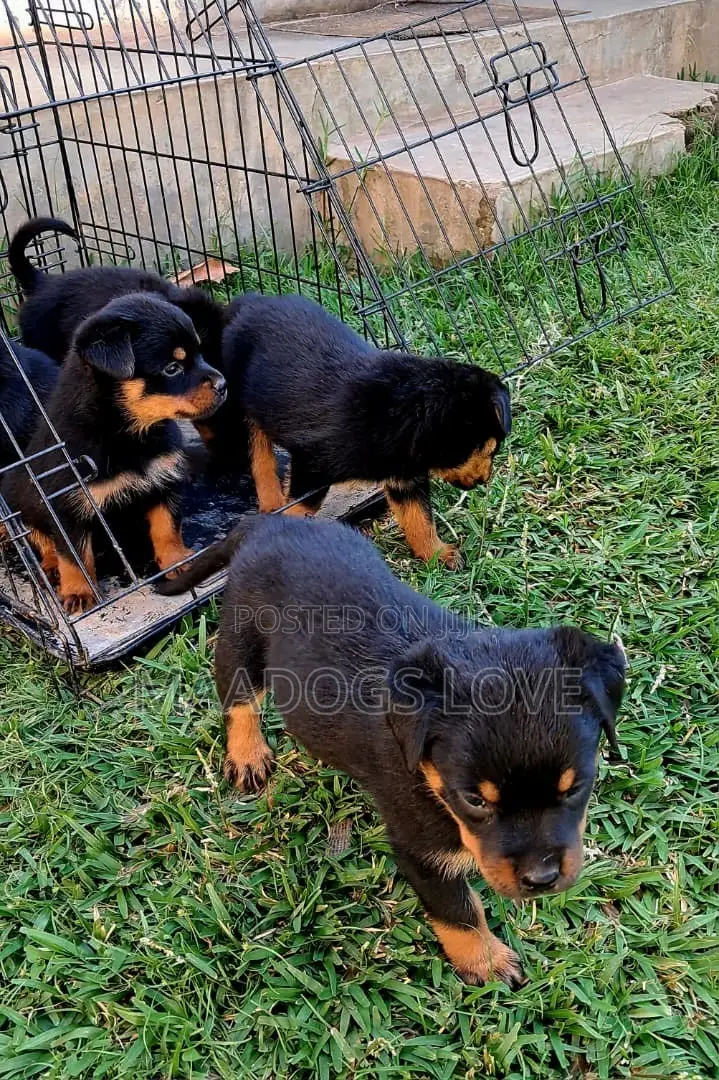 1-3 months Male Purebred Rottweiler