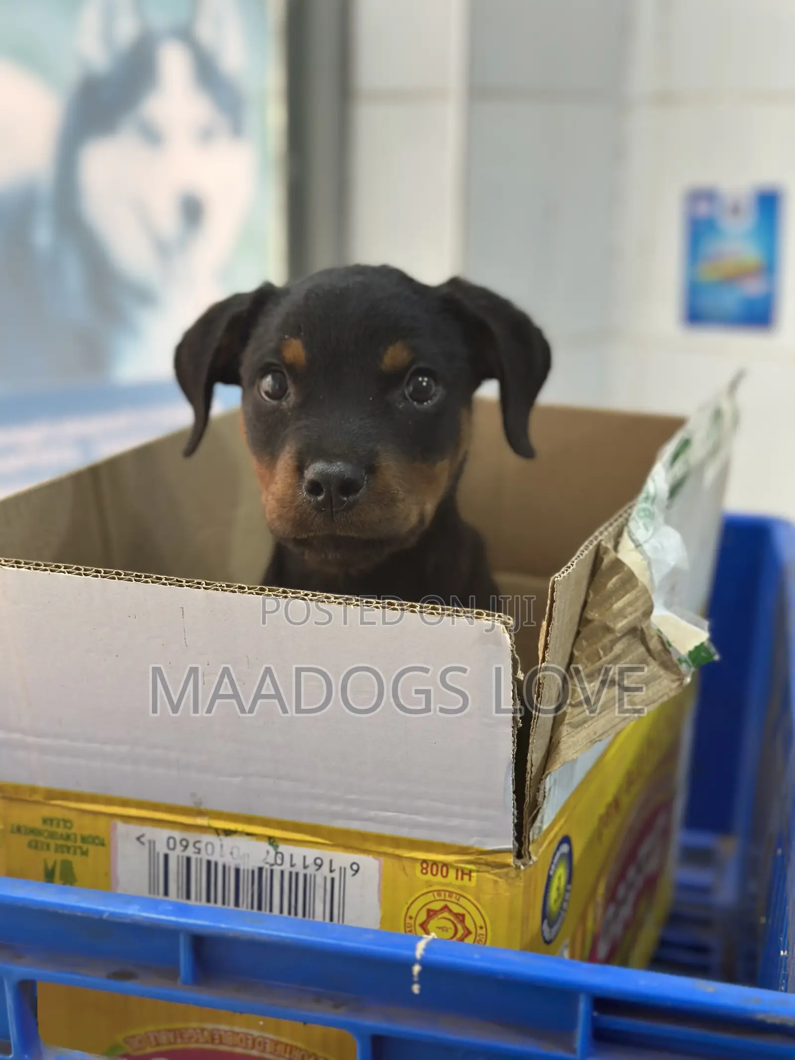 1-3 months Male Purebred Rottweiler
