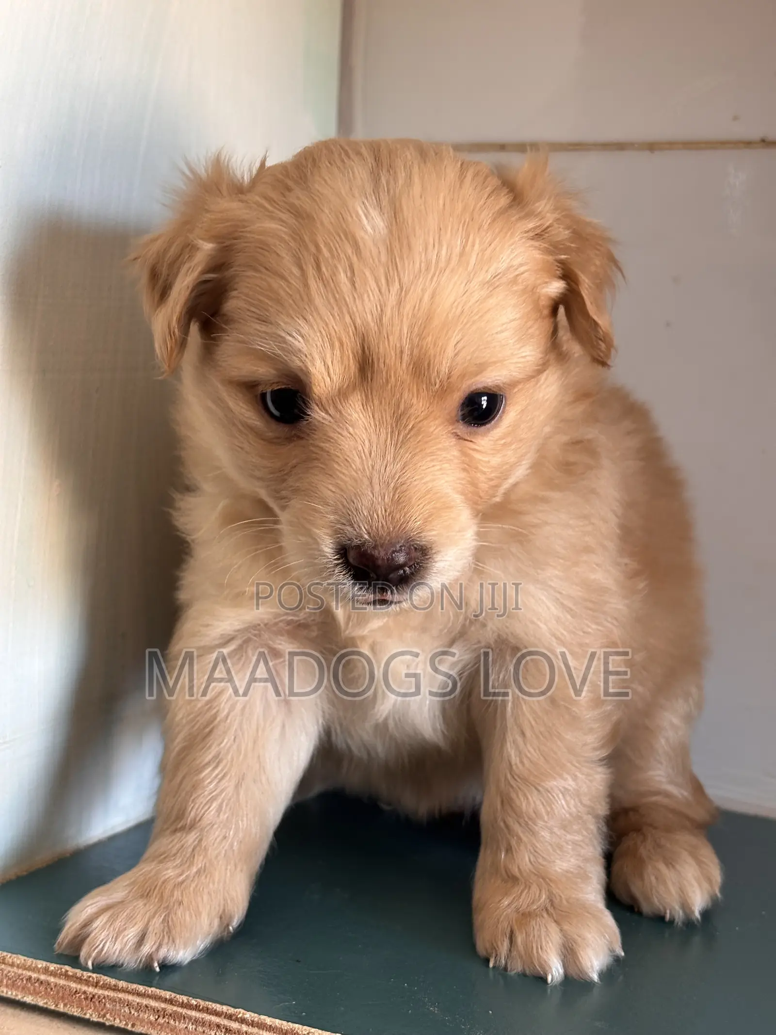 1-3 months Female Purebred Finnish Spitz