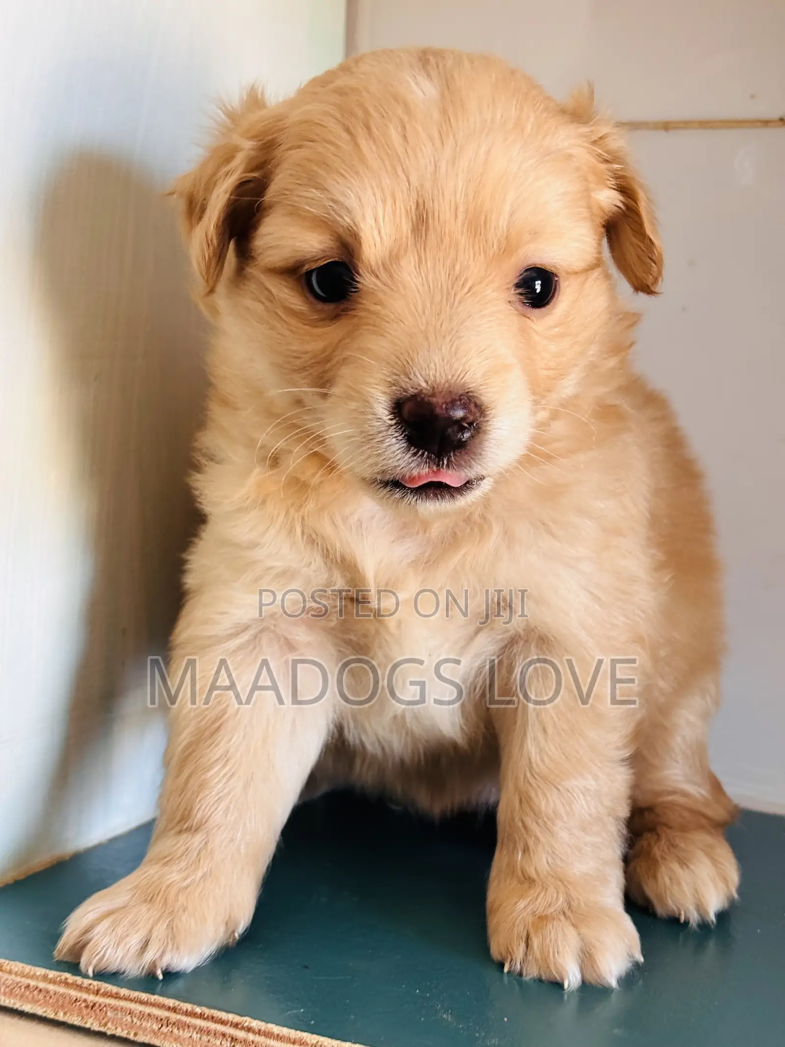 1-3 months Female Purebred Finnish Spitz
