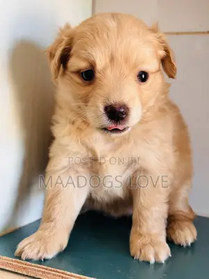 1-3 months Female Purebred Finnish Spitz