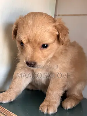 1-3 months Female Purebred Finnish Spitz