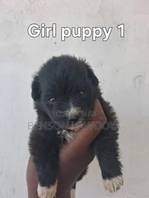 0-1 month Male Mixed Breed Chihuahua