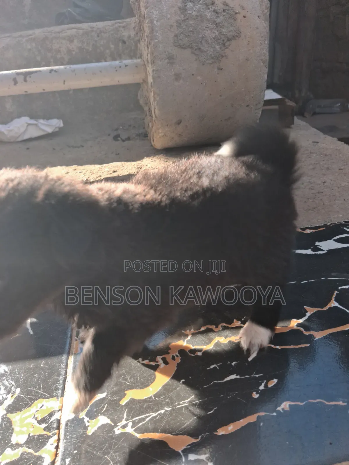 0-1 month Male Mixed Breed Chihuahua