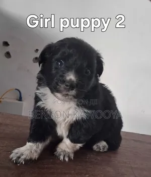 0-1 month Male Mixed Breed Chihuahua