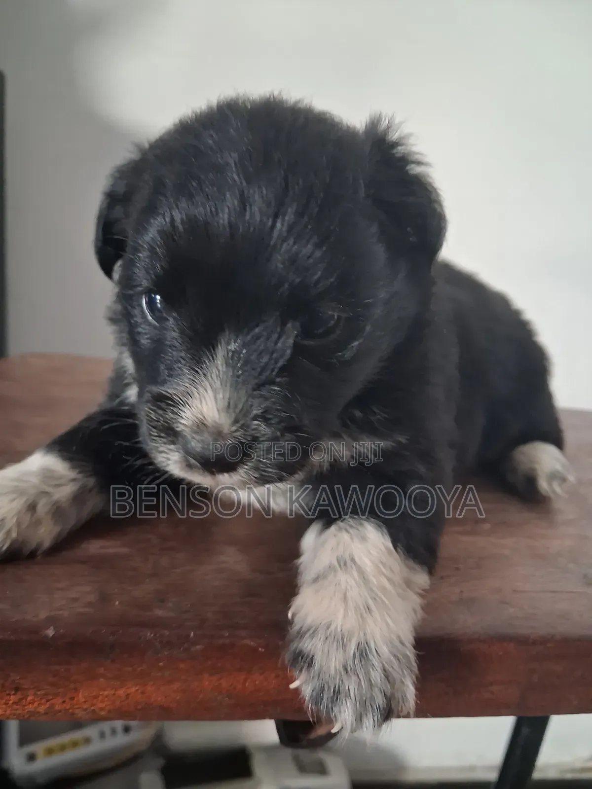 0-1 month Male Mixed Breed Chihuahua