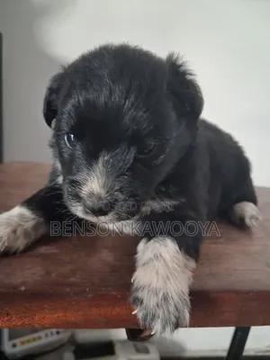 0-1 month Male Mixed Breed Chihuahua